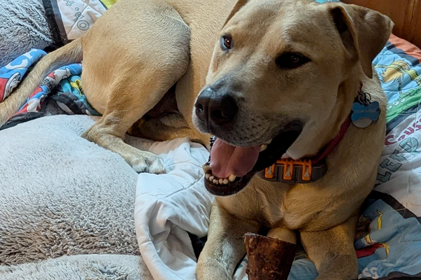Happy dog chewing a bone