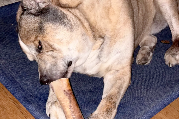Happy dog chewing a bone