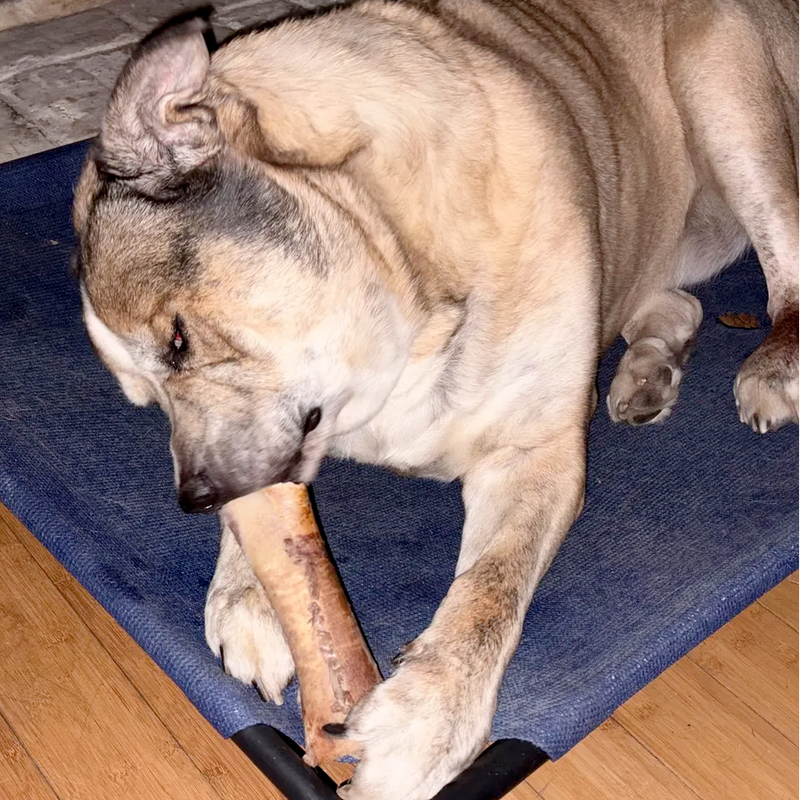 Happy dog chewing a bone