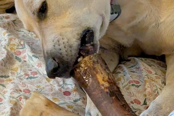 Happy dog chewing a bone