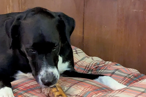 Happy dog chewing a bone