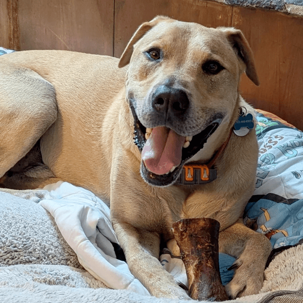 Large Smoked Beef Marrow Bone natural dog chew bone by Bubs Bones | Bubs Bones