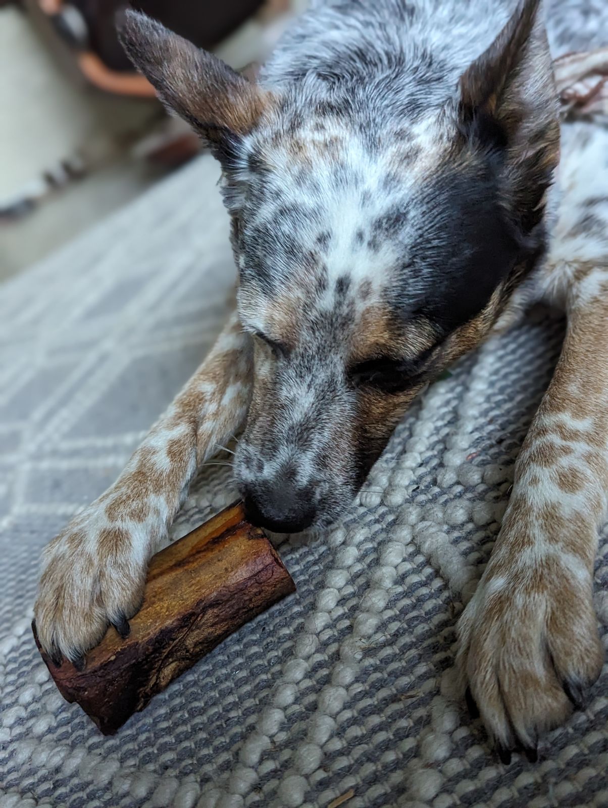 Medium Smoked Beef Marrow Bone natural dog chew bone by Bubs Bones | Bubs Bones