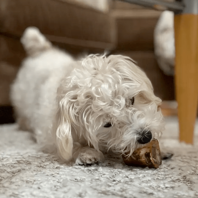 Happy dog chewing a bone